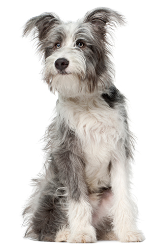 Mixed-breed dog, 7 months old, sitting in front of white background